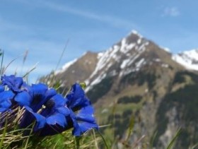 Alpejska Harmonia